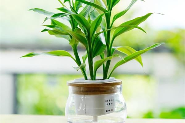 綠化工程認為適合室內養護的觀賞竹