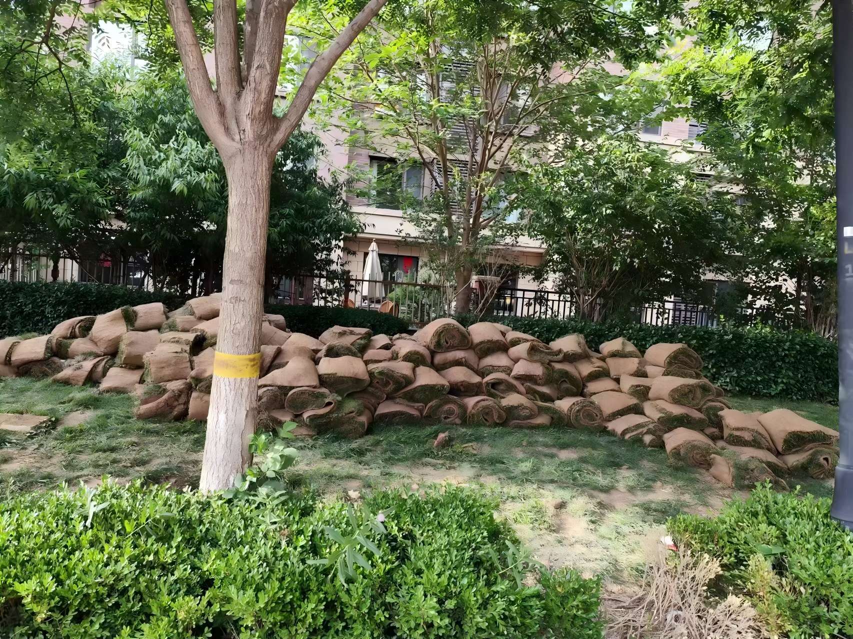 天津綠化養護之某小區鹽堿地治理方案